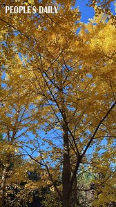 Ginkgo trees glow golden under the autumn sun, captivating visitors with their brilliant hues at a park in Beijing. | People's Daily, China