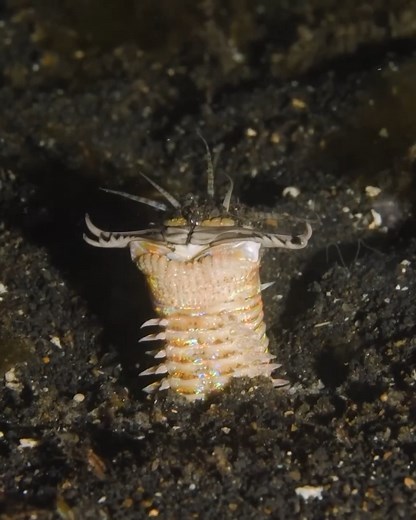 Bobbit Worm eats fish ALIVE! | Brave Wilderness