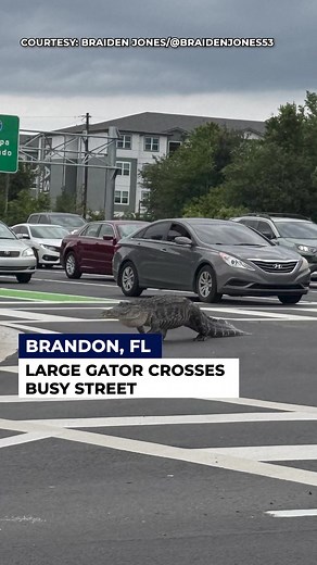 A large alligator was spotted crossing a busy street in Brandon earlier this month. The gator appears to be following the rules of the road. #news #fox13news #gator #brandon #florida