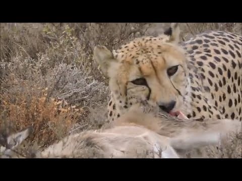 Cheetah vs Prey The Ultimate Compilation