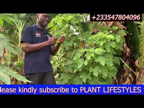 The Plant That Protects: Why Your Grandparents Used Jatropha as a Fence