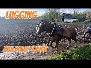 Training pulling horses.