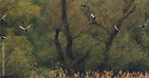 Whiskered terns flying above reeds