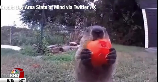 Chunk the Groundhog gets his own garden, munches on veggies for the camera