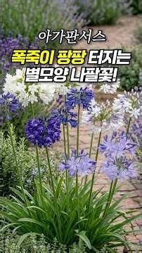 💜7월 정원이 파래지는 시원한 여름 꽃 추천ㅣ아가판서스