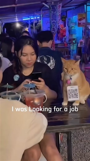 Cat Job Behavior Explained