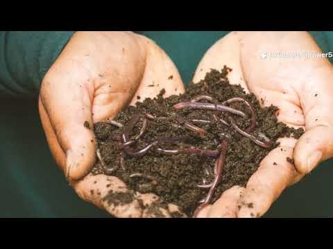 “Compost Is OVERRATED! Nature’s Secret System Beats It EVERY Time 🌱🔥