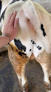 498K views · 4.4K reactions | bull isiminitel #bull #osiminitel #farm #farming #fermers #milk #milking #cows #milkmaid #milked #animals #calf #pregnancy #Agriculture | Your farm | Facebook