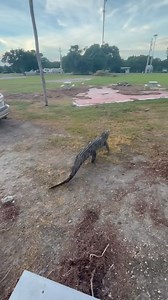 1.9M views · 1.1K reactions | Give me back the fish  #animal #cute #cutepuppylovers #cutepetshow #pet #cutepet | El Señor de los cielos y el Chema | Facebook