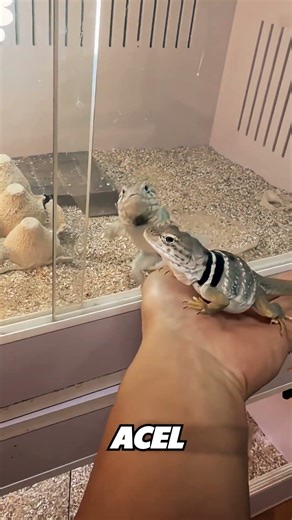 🔥 Reacția Care A Scăpat Total De Sub Control