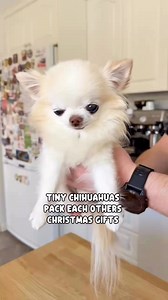 18K views · 932 reactions | Tiny chihuahua siblings Cedric and Maya...