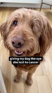 I think she likes it! 😉 Several weeks after Murphy had her eye removed the pathology came back and we found out she had a rare ocular malignant melanoma 😢 The great news is it was fully contained within her eye. We’ll get Murph checked every 6 months to make sure she remains healthy ♥️ For now she is living her best life and doesn’t miss the old eye at all! | That Goldendoodle