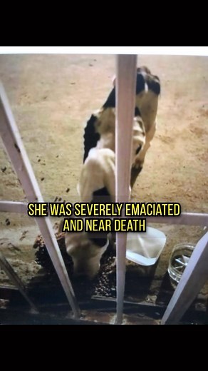 Emaciated on the streets of Mexico with 5 babies!! I don’t really take many cases outside the country but when I was contacted about this momma and her babies, it was a wrap, time to get to work! Adelina was so emaciated. Body sunk in to every bone and STILL feeding 5 babies. Truly a warrior of a mother doing everything she could to keep them healthy. I couldn’t stand by and have to wonder what would happen of her. It was non stop work just like every case I take but seeing her gain weight and b
