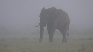 Elephant grazing on a misty savanna - Free Stock Video