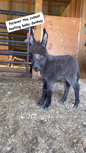 I needed some Amari when she was a baby to start my day. This is one of my faves. Still can’t believe she is three now. #reels #fbreels #onehappyassfarm #amari #donkey #rescue #farmlife #animals #savethemforsophie #therapy | One Happy Ass Farm