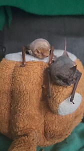 46K views · 715 reactions | Graham the Eastern red bat is pretty sure he booked a dinner reservation for one, but he still had Travis and Ben trying to crash his party. Travis and Ben are Mexican free-tails, and have little to no table manners or social etiquette. Once they heard me feeding someone that wasn't them, they knew they had to immediately rectify that. Sorry, Graham! #wildlife #bats #BatAppreciationMonth | Bat World Sanctuary | Facebook