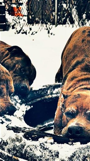 They mad ‘cause we #Backyardigans — live on Channel 5 📺🔥