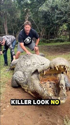 Nile Crocodiles Are Built to Kill