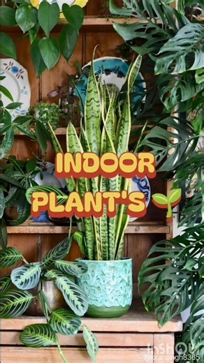 "10 Best 🏠 Indoor Plants🌱to grow without care" #shorts #plants #viral #greenplants #indoorplants#yt
