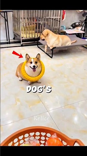 Ring toss challenge with dog ☺️#shorts