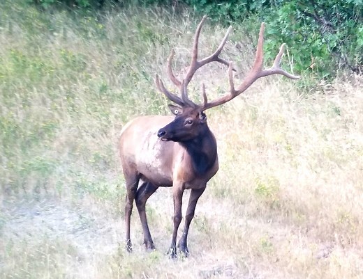 Perfect Shot Placement for the Elk Anatomy | West Canyon Ranch