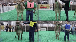 20K views · 131 reactions | Class of Swiss Cows from the 2016 San Antonio Livestock Exposition dairy judging contest. | Livestockjudging.com | Facebook