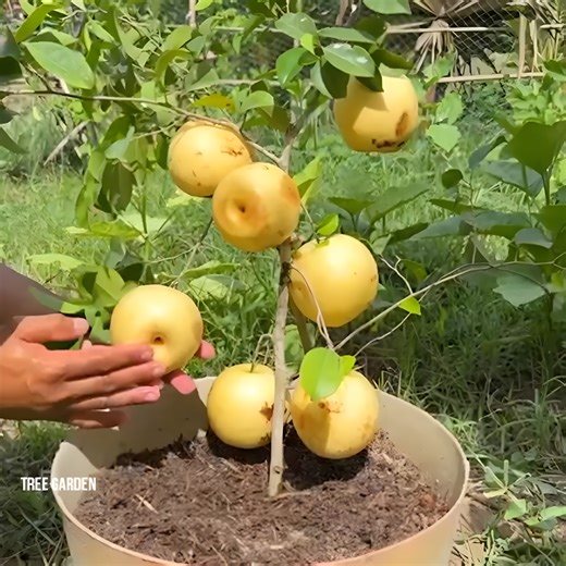 472K views · 2.1K reactions | How to Grow Your Own Ruby Pear Tree at Home Easily | Tree Garden | Facebook