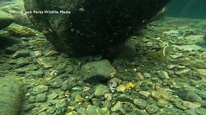 Lemon sole creeping around the rocks in a Norwegian harbour | Jack Perks Wildlife Media
