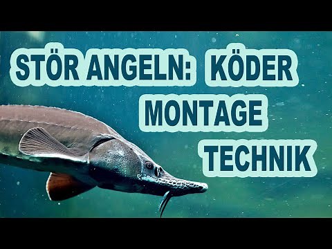 Stör angeln: Köder, Montagen und Technik