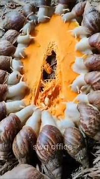 5 Strangest Animal Farms That Actually Exist