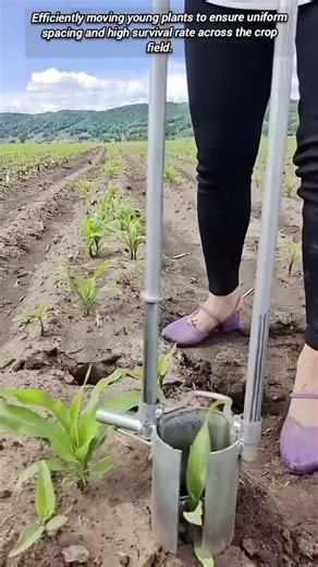 Clever tool ensures quick and efficient manual seedling transplanting.