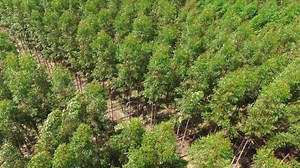 cultivation of eucalyptus trees