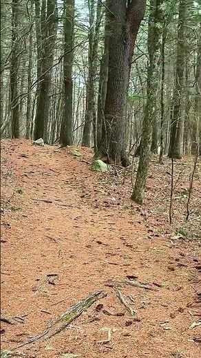 Peaceful Forest Walking Experience 🌲