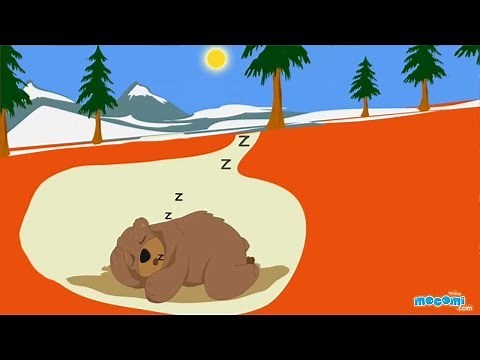 What is Hibernation in Animals? Facts and Fiction - Science for Kids | Educational Videos by Mocomi