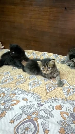 3 Tiny Kittens You Can't Resist! 🐾✨ | Cute Kitten Moments #shorts