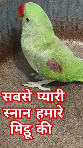 सबसे प्यारी स्नान हमारे मिट्ठू की 🦜l Talking Parrot Bathing 🦜l #shorts #parrot #youtubeshorts #viral