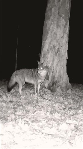 Doberman Vs Coyote Size Comparison Trailcamera