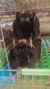 Rabbit meeting time | Animal's Delivery