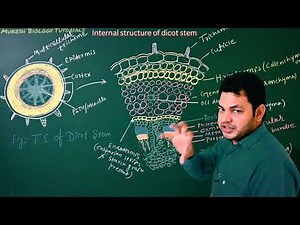 Dicot stem internal structure, Anatomy of dicot stem for NEET