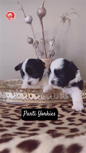 So Cute Parti Yorkie Puppies #yorkie #yorkiepuppy #yorkiepuppies #yorkshireterrier #yorkielove #yorkielife | I Love Yorkshire Terrier