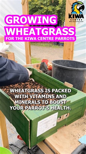14K views · 66 reactions | Grow your own wheatgrass for parrots in...