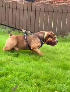 THE BEAST DOG 😮‍💨👉🏻🦍 #Muscletone Bully Heinz. . . . Owner: Ryan Howard #americanbully #matonamericano #theperfectbreed #amazingdogs #xtremedogs #bullybreed #bullylife #bullylove #bullyworldwide #bullyinstagram #bullyworld #americanpitbullterrier #pitbullsofinstagram #pitbull #abkcstrong #abkcworldwide #theabkc #show #muscle #strong | Matón Americano