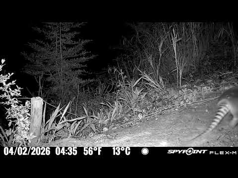 Armadillo Makes an Appearance