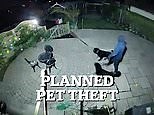 Chilling twist in hunt for burglar who dog napped Bruno and Molly