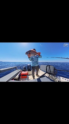 Στη χειροποίητη καθετή Fishing Lab χρησιμοποιούμε μεγάλα αγκίστρια με στόχο να μην μπορούν να καρφωθούν τα μικρότερα ψάρια αφήνοντας τη θέση τους τα μεγαλύτερα 🐟 Κατ' αυτόν τον τρόπο "επιλέγουμε" το μέγεθος που θέλουμε να πιάσουμε🎣 🛒Θα βρείτε το προϊόν στο ακόλουθο σύνδεσμο 🔗https://www.fishinglab.gr/?s=Βαθια καθετη αρματωσια&post_type=product | FishingLab