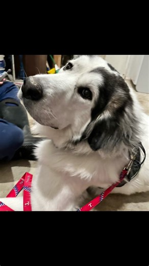 They are the reason i love my job!🥰#vetclinic #fypシ