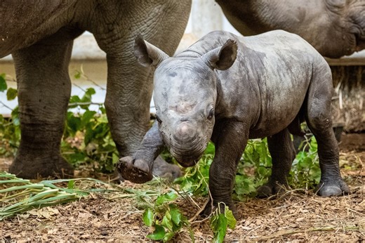 Birth of critically endangered black rhino celebrated at Ohio zoo