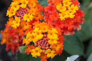 What Is the Difference Between Lantana & Verbena?