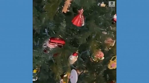 Woman finds raccoon in Christmas tree