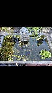 The power of a bog filter! | Serenity Water Gardens | Facebook